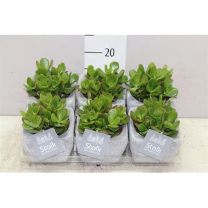 Crassula Ovata Stone Keramiek