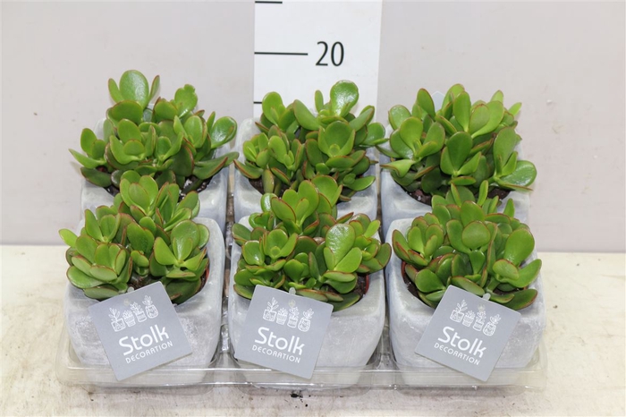 <h4>Crassula Ovata Stone Keramiek</h4>