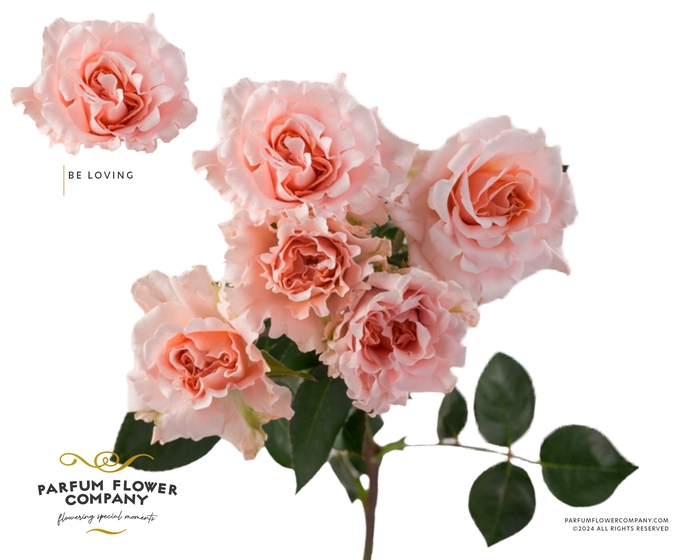 <h4>R Tr Parfum Be Loving</h4>