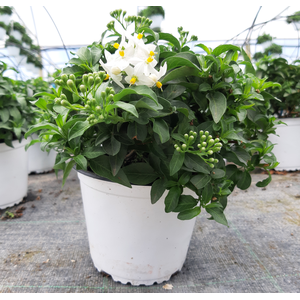 Solanum jasminoides