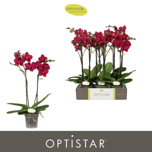 Phalaenopsis ...red