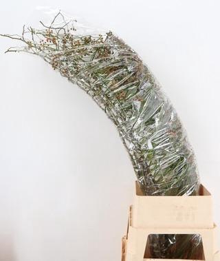 <h4>ROSA CORALLO ORANGE 150CM</h4>