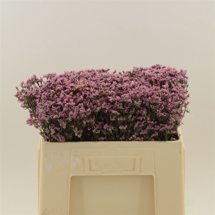 <h4>Limonium Sinense Blush Diamond</h4>