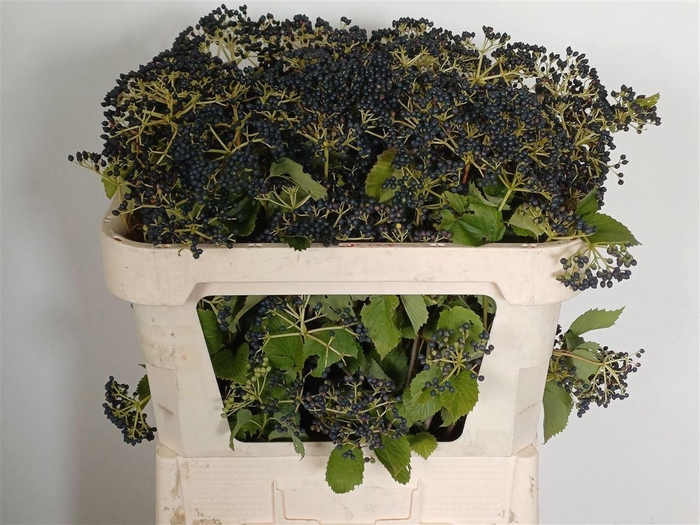 <h4>Viburnum D Magical Blue</h4>