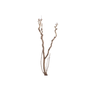 Syringa Branch Extra Kuzell