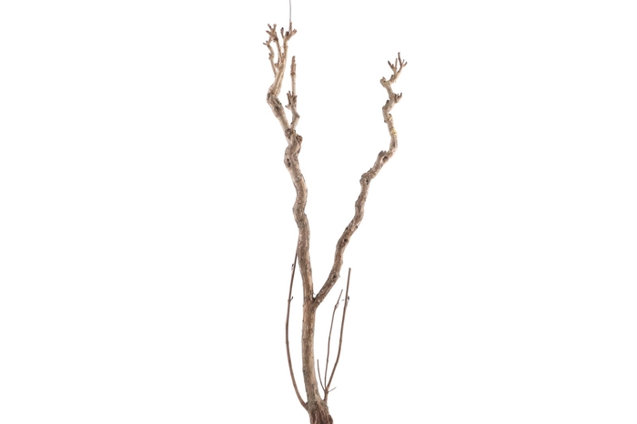 <h4>Syringa Branch Extra Kuzell</h4>