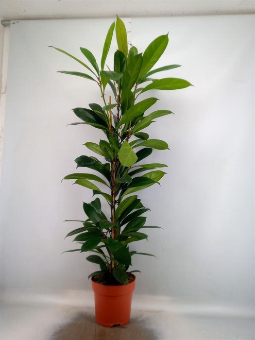<h4>Ficus   ...</h4>