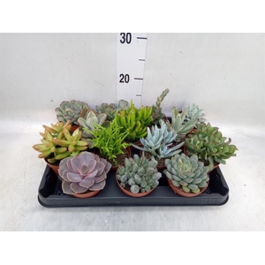 Succulents   ...