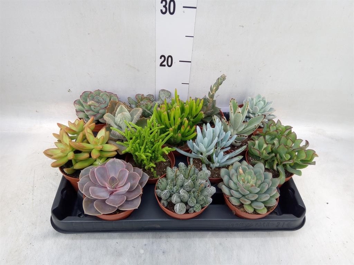 <h4>Succulents   ...</h4>