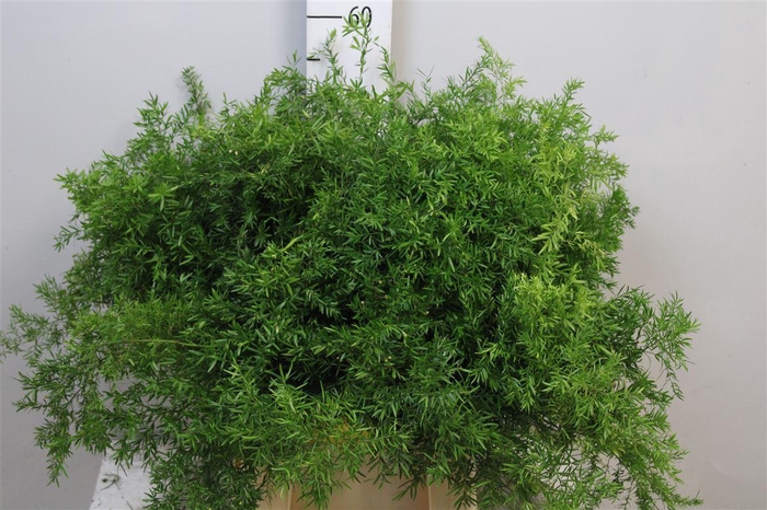 <h4>Asp Dens Cwebe</h4>