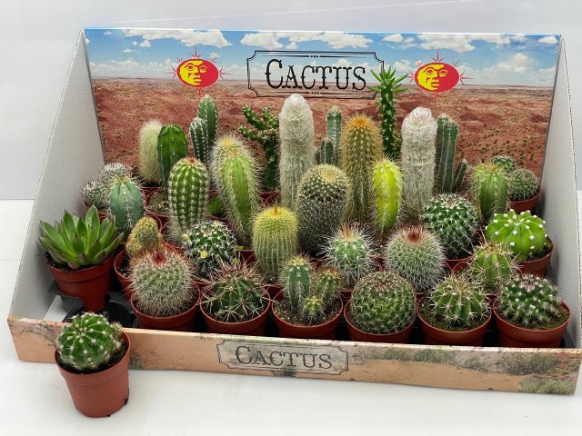 CACTUS GEM