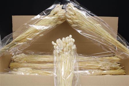 <h4>Lagurus Wit X15</h4>