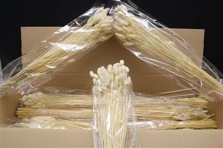 <h4>Lagurus Wit X15</h4>