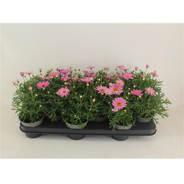 <h4>Argyranthemum frutescens Cymbals light pink</h4>