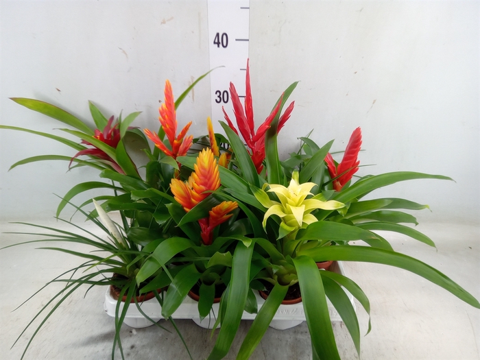 Bromelia   ...mix 13