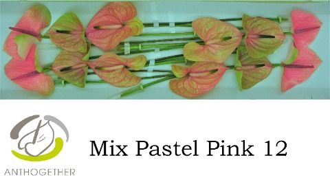 <h4>Anth A Pastel Pink 13 cm X12 Spek Flowers</h4>