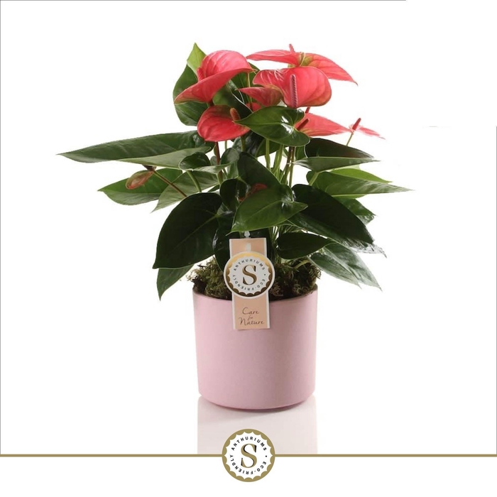 <h4>Bari Keramiek Pink - Pink Champion 12cm</h4>