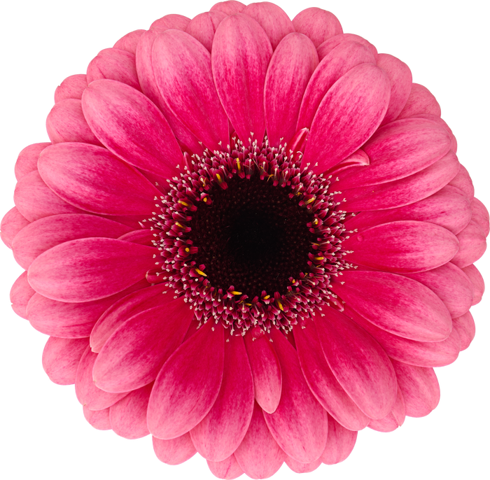 <h4>Germini Amelie Doos</h4>