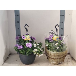 Hanging baskets