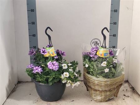 <h4>Hanging baskets</h4>