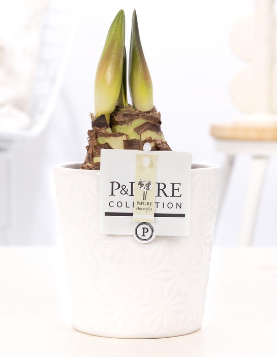 <h4>Hippeastrum white in P&PURE Juliette ceramics white</h4>