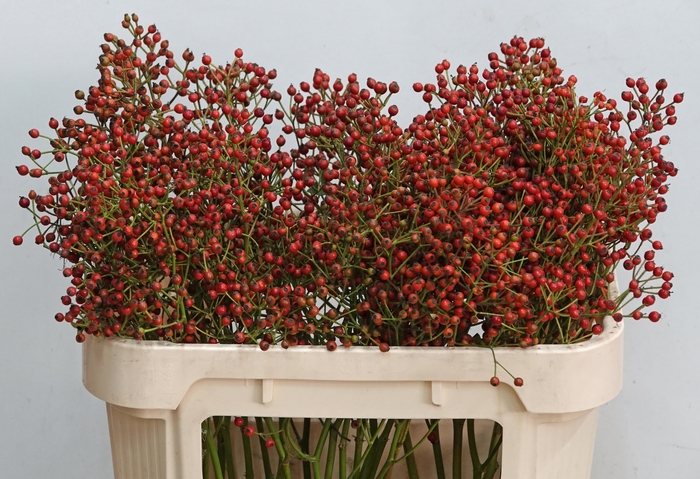 <h4>ROSA MAG ORA CASCADE</h4>