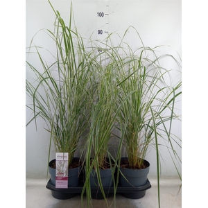 Calamagrostis acutifl. 'Overdam'
