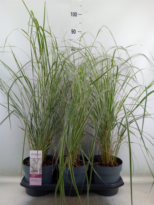 <h4>Calamagrostis acutifl. 'Overdam'</h4>
