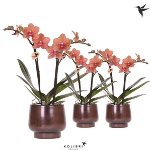 Kolibri Orchids Phalaenopsis orange 2spike in Scandic pot copper