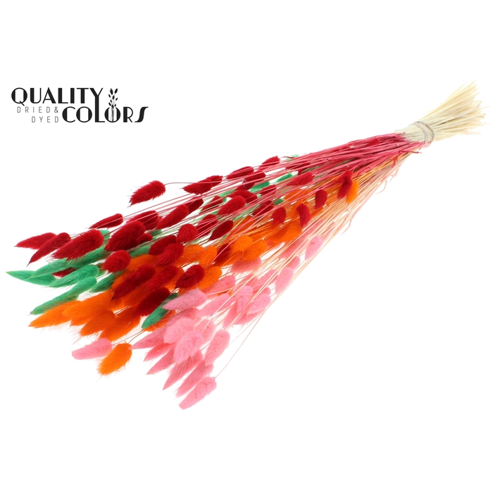 <h4>Lagurus Premium per bunch Bleached Fluor Sorbet</h4>