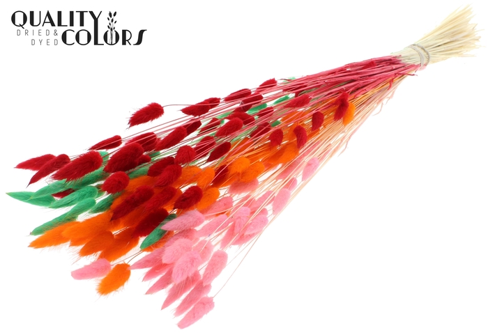 Lagurus Premium per bunch Bleached Fluor Sorbet