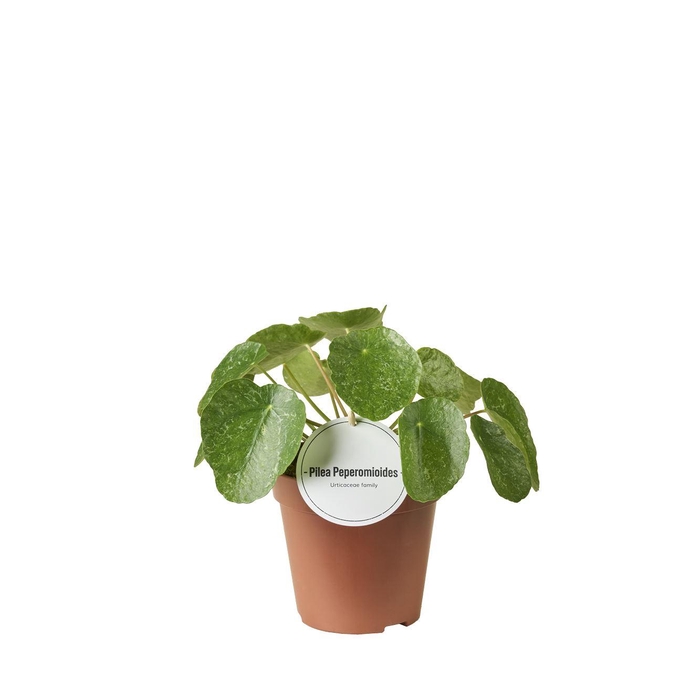 <h4>Pilea peperomoides</h4>