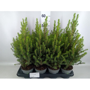 Picea glauca 'December'