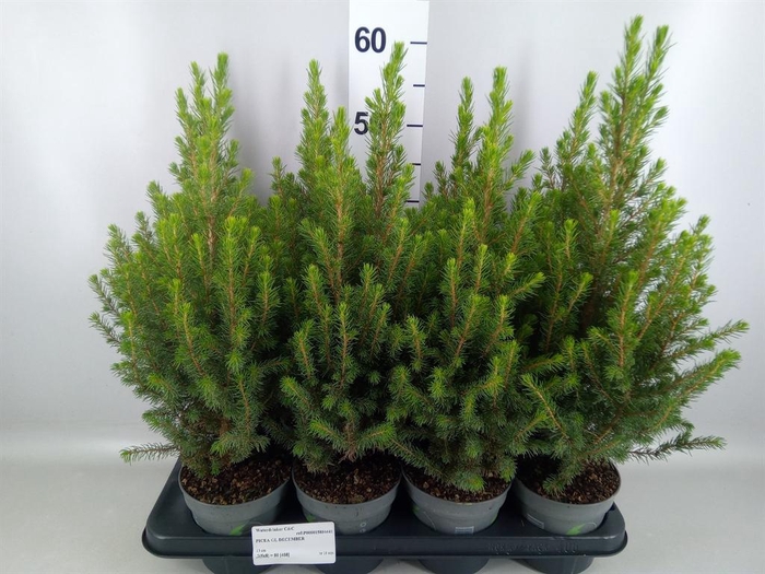 <h4>Picea glauca 'December'</h4>
