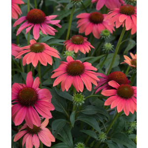 Echinacea mélangé