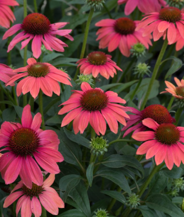 <h4>Echinacea mélangé</h4>