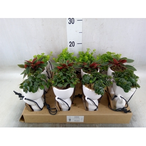 Arr.   Kamerplant Groen L%