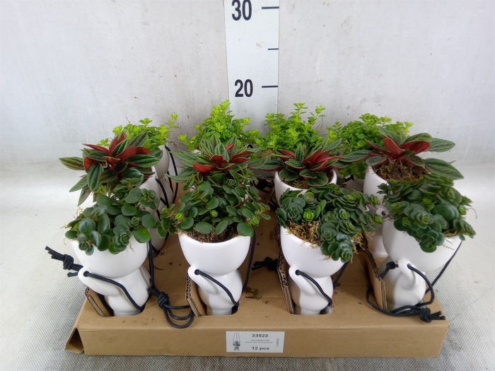 <h4>Arr.   Kamerplant Groen L%</h4>