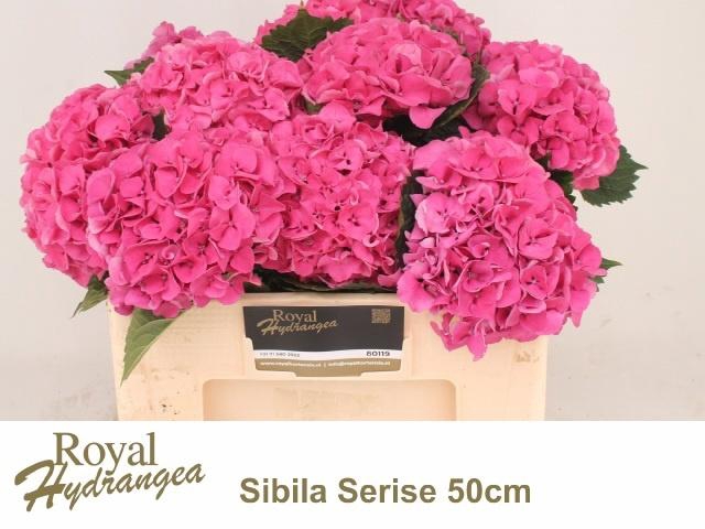 <h4>HYDR M SIBILLA RD</h4>