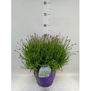 Lavandula angus. 'Essence Pure'