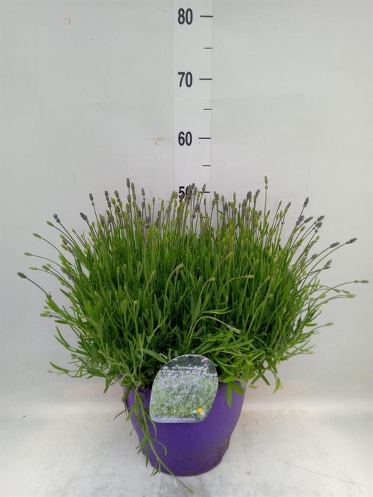 <h4>Lavandula angus. 'Essence Pure'</h4>