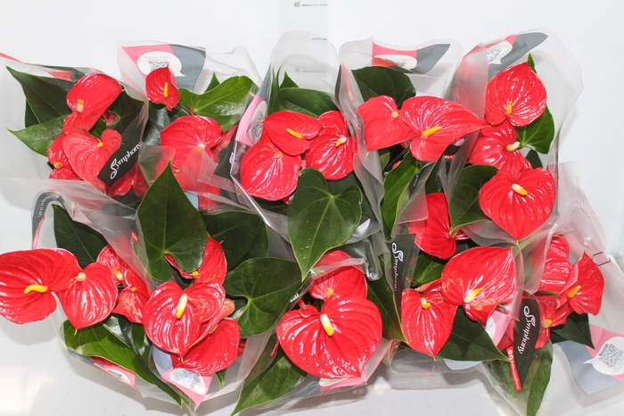 <h4>ANTHURIUM ESUDO P12</h4>