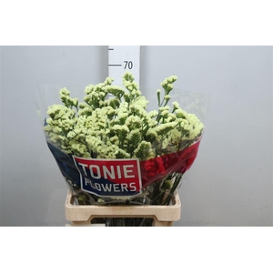 Lim S Yellow Sun Bird