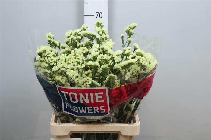 <h4>Lim S Yellow Sun Bird</h4>