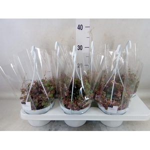 Ceropegia woodii ssp. woodii