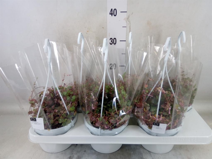 <h4>Ceropegia woodii ssp. woodii</h4>