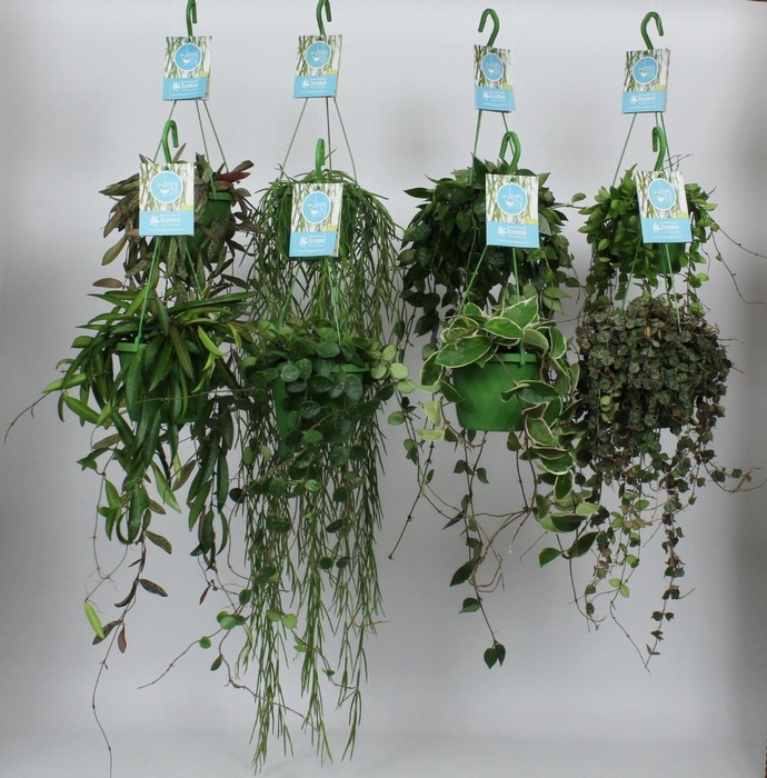 <h4>Ov Hangplanten Gemengd</h4>