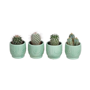 CACTUS MIX P6 L 67560