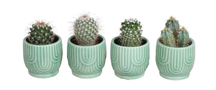 <h4>CACTUS MIX P6 L 67560</h4>