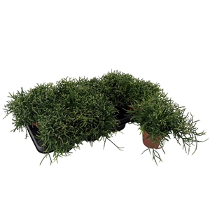 RHIPSALIS BURCHELLII